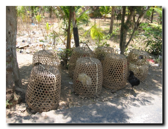 34 So lebt ein Hahn auf Bali